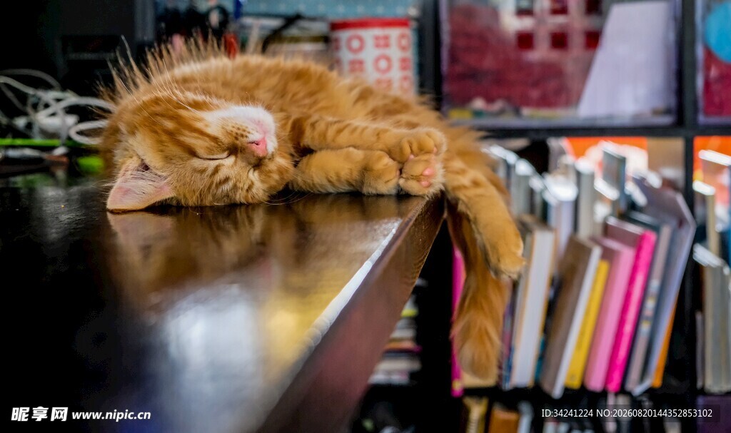 橘猫慵懒趴桌