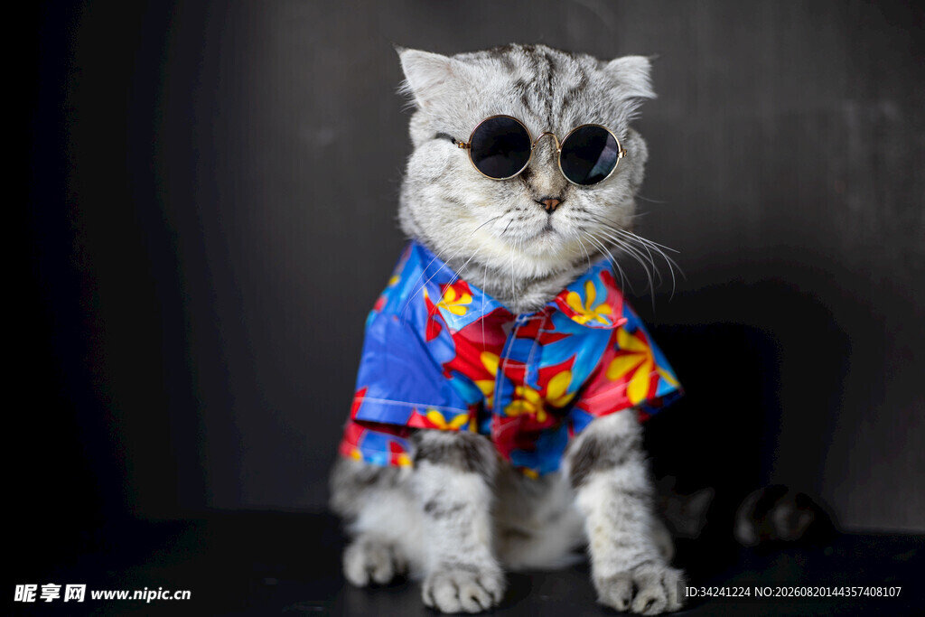 时尚墨镜猫咪的多彩穿搭