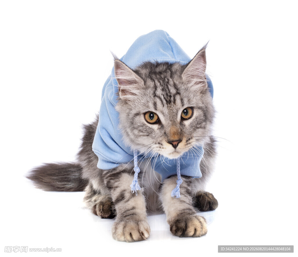 穿蓝色连帽衫的可爱猫咪