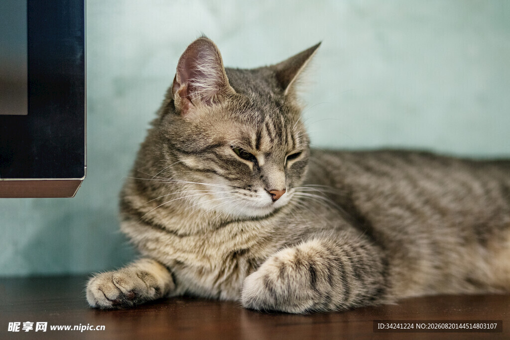 慵懒猫咪趴于桌面