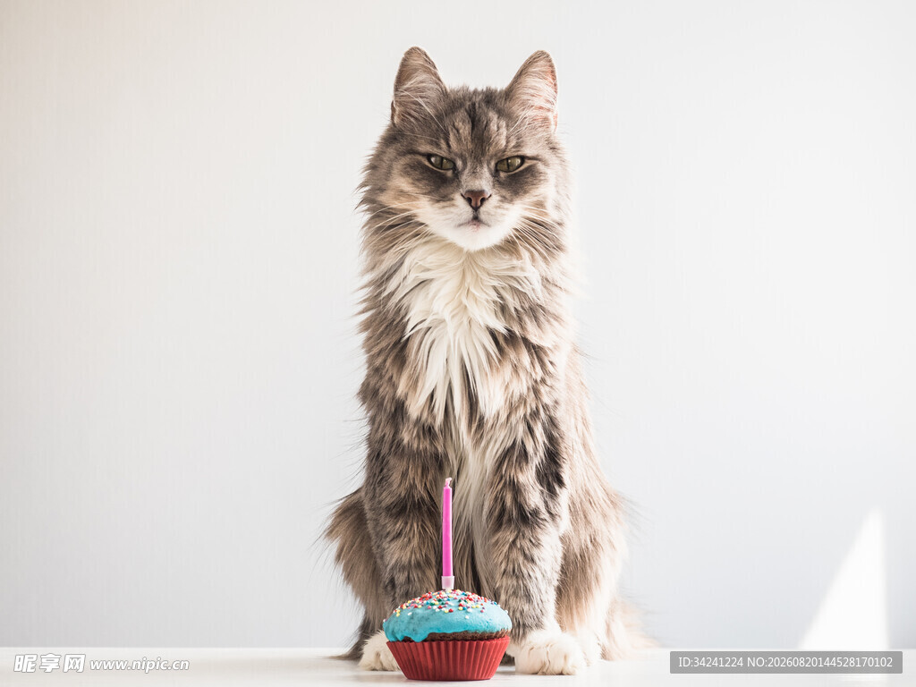 长毛猫端坐于生日蛋糕旁