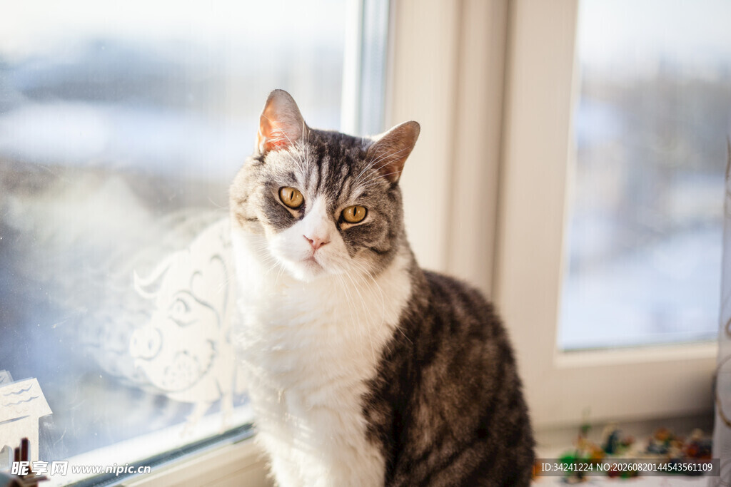 窗边萌猫