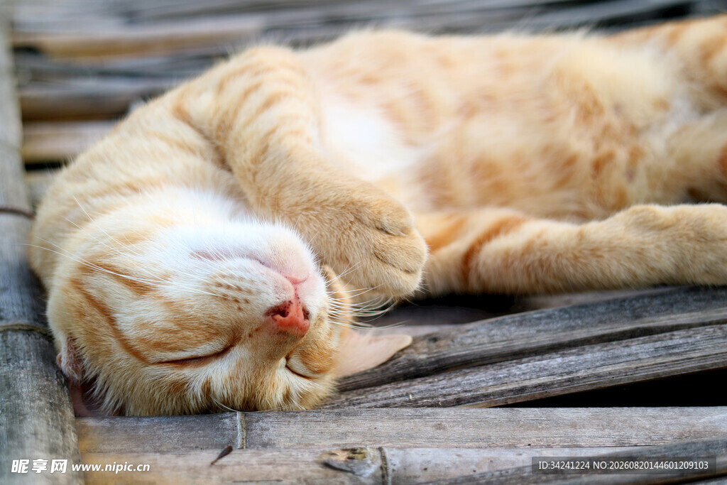 橘猫惬意躺卧木板上