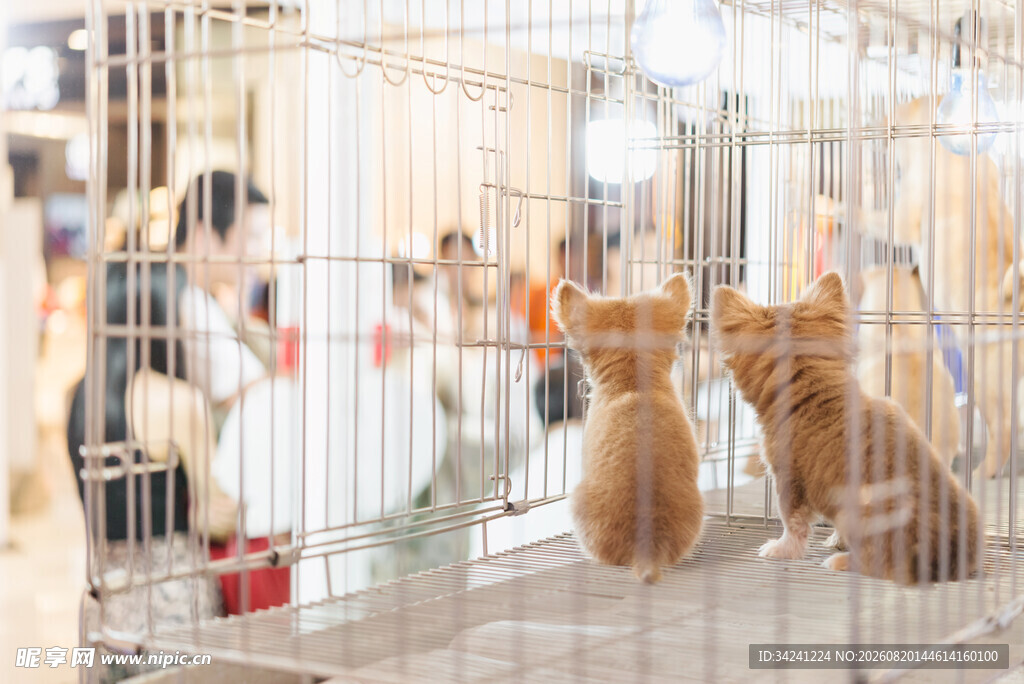 笼中猫咪等待被领养