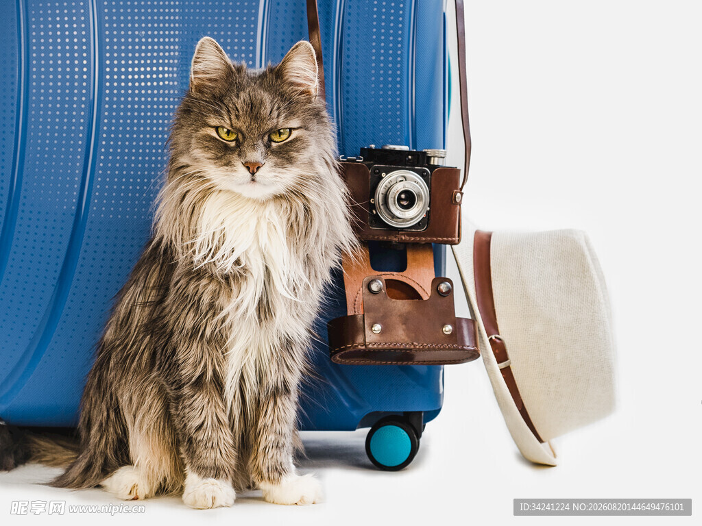 猫咪与旅行物件的温馨画面