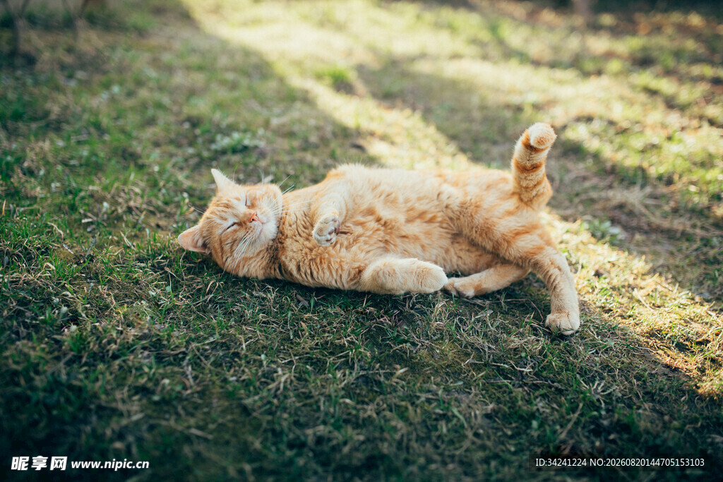 阳光下惬意翻滚的猫咪