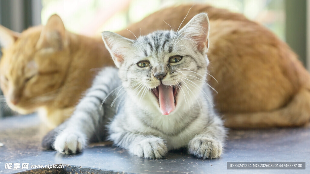 张嘴小猫与趴着猫咪