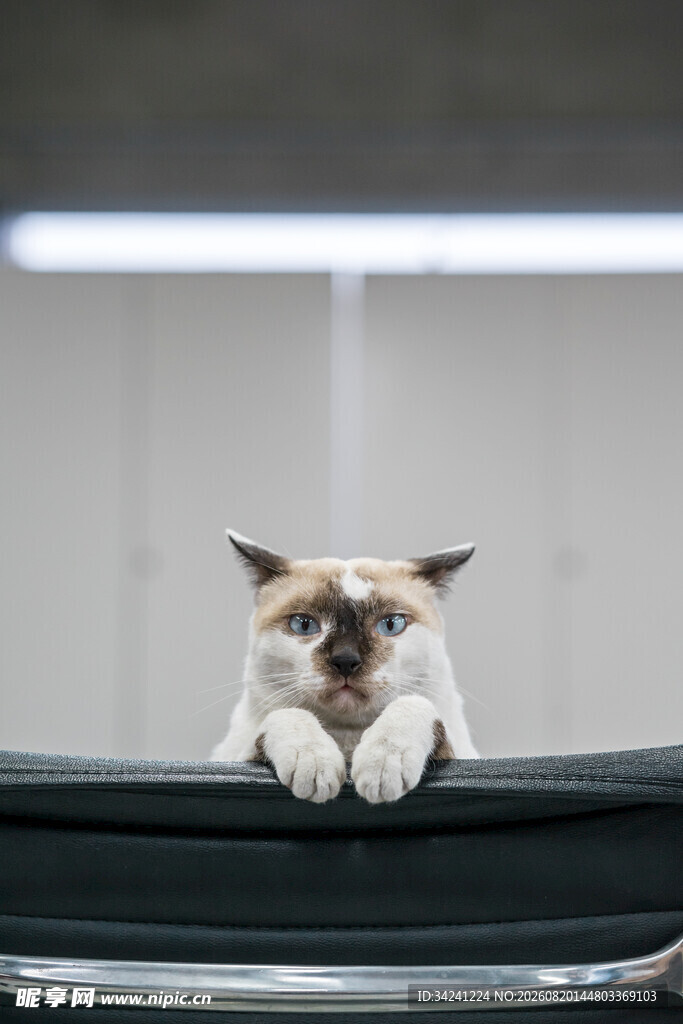 慵懒猫咪趴于黑色物体上