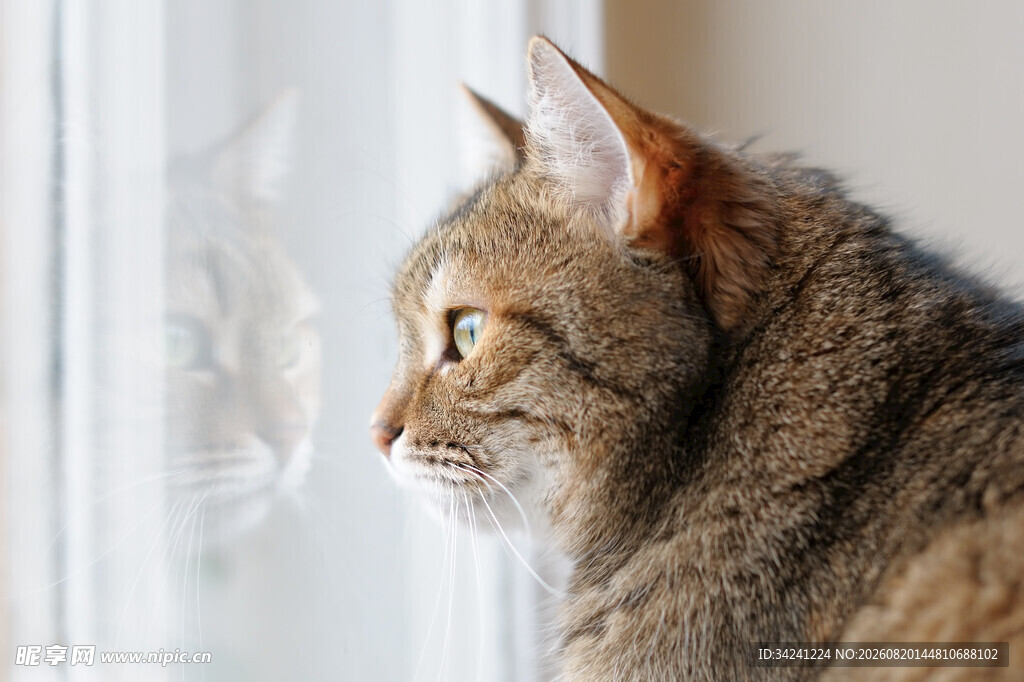 窗边猫咪侧头凝视