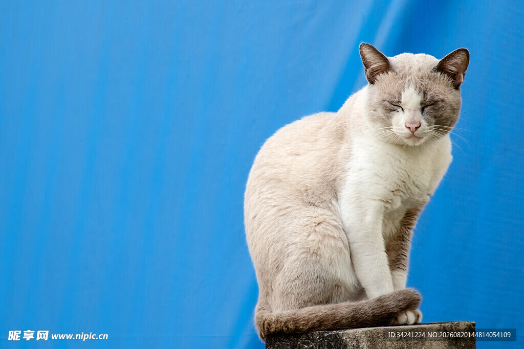 蓝背景下优雅端坐的猫咪