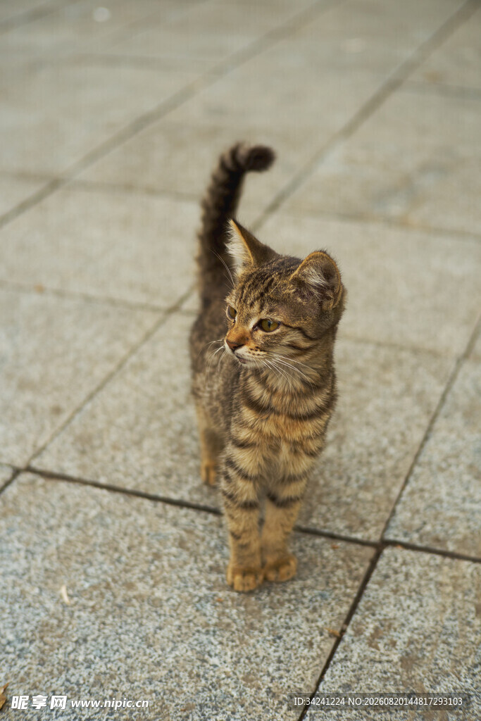 小猫在地面上俏皮行走