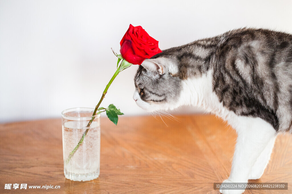 猫咪嗅闻花瓶中的红玫瑰
