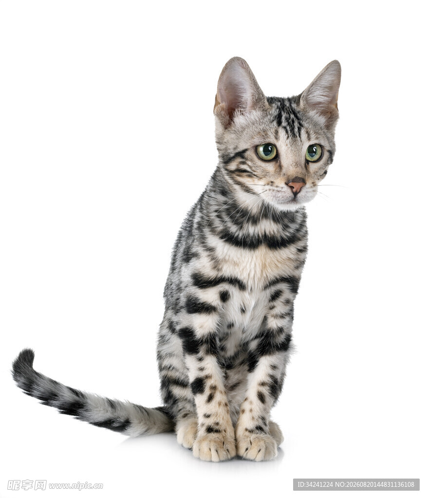 可爱虎斑小猫端坐