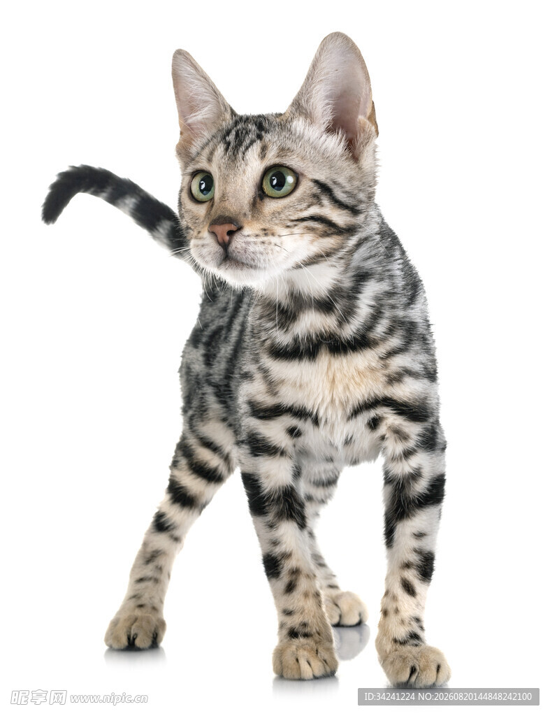 站立的斑纹小猫