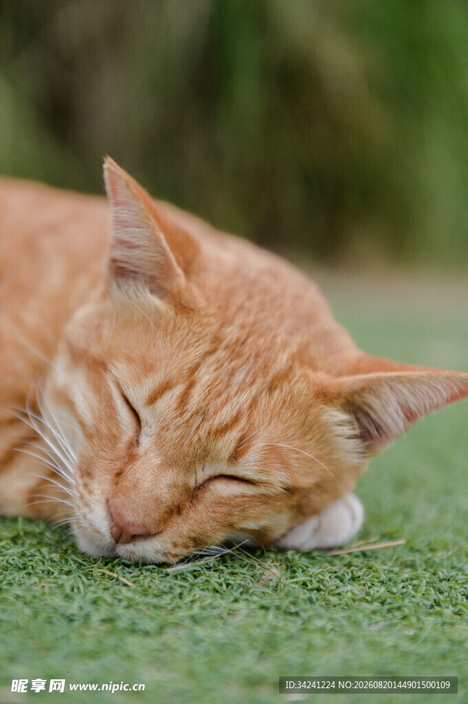 橘猫草地酣睡