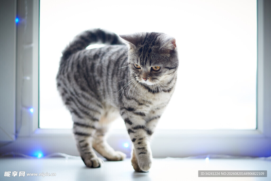 窗边站立的条纹猫咪