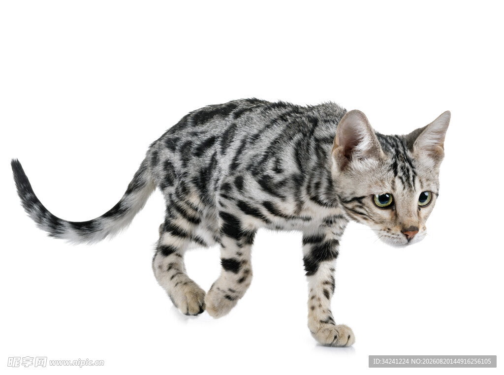 斑纹小猫行走瞬间