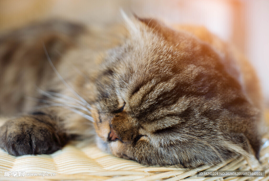 熟睡的猫咪