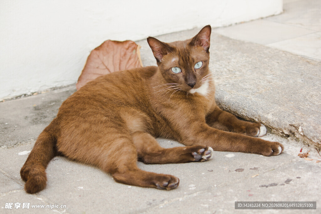 棕猫悠闲躺地