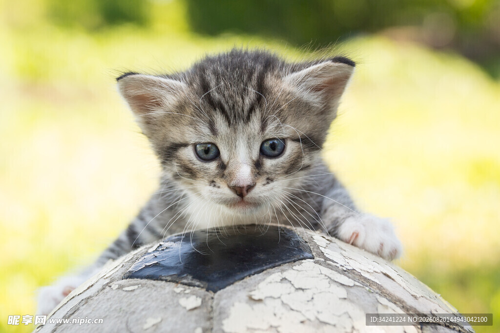 可爱小猫趴在物体上