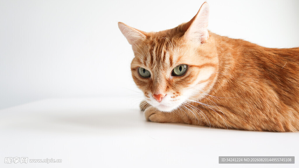 橘猫趴卧眼神灵动
