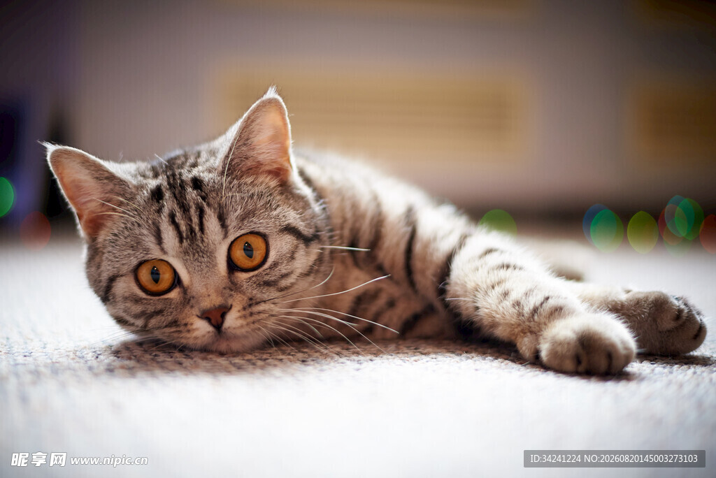 趴着的斑纹猫咪