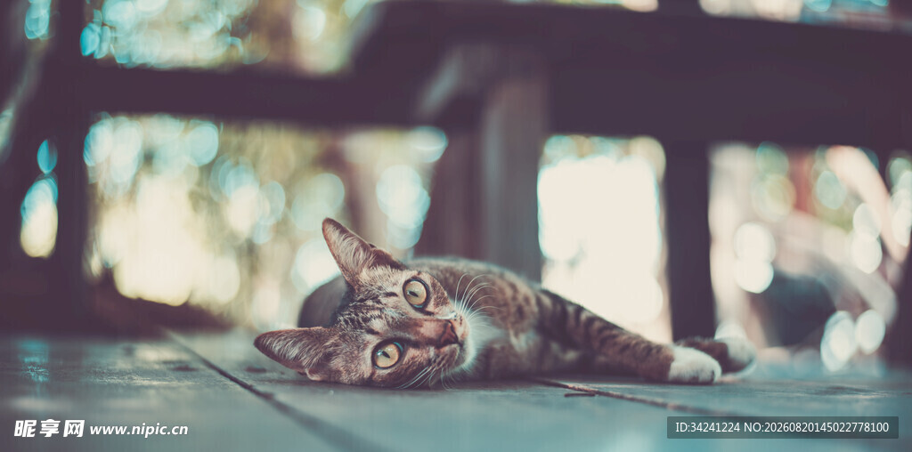 慵懒猫咪惬意趴木板