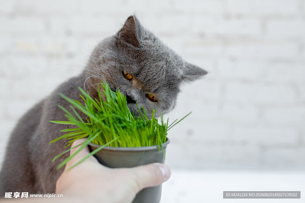 猫咪嗅闻盆栽绿草
