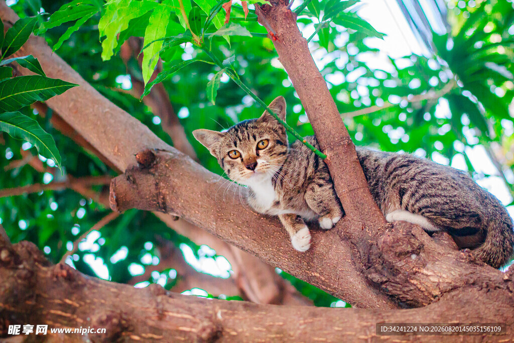 树上的狸花猫