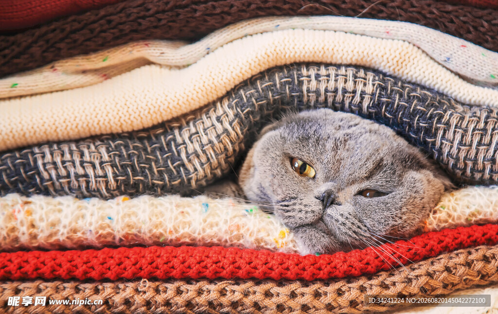 毛毯中安睡的可爱灰猫