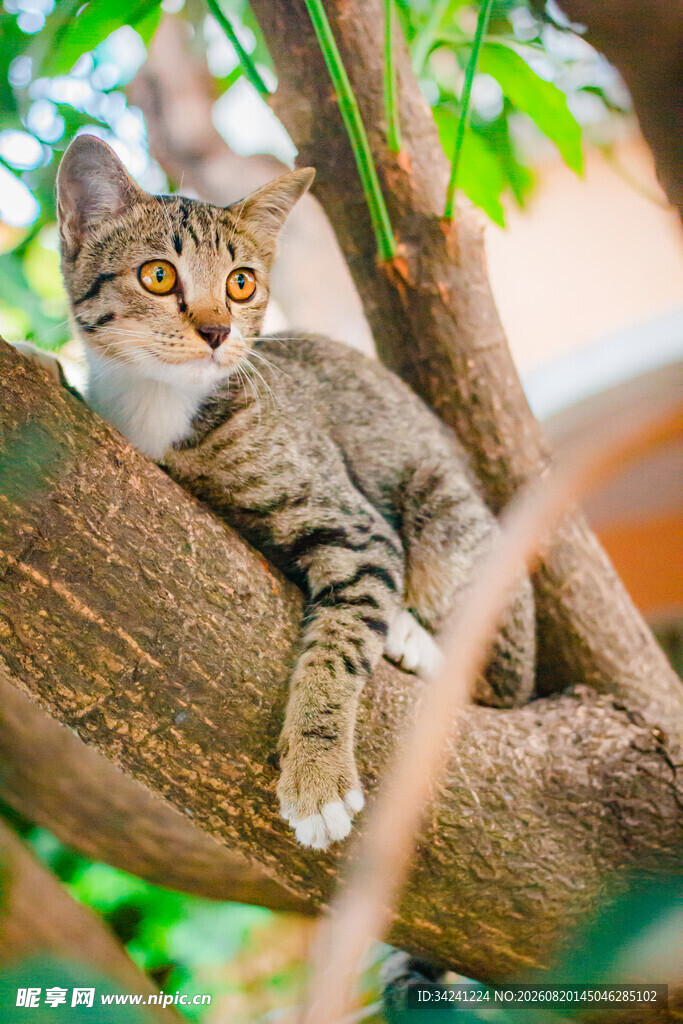 树枝上休憩的可爱猫咪
