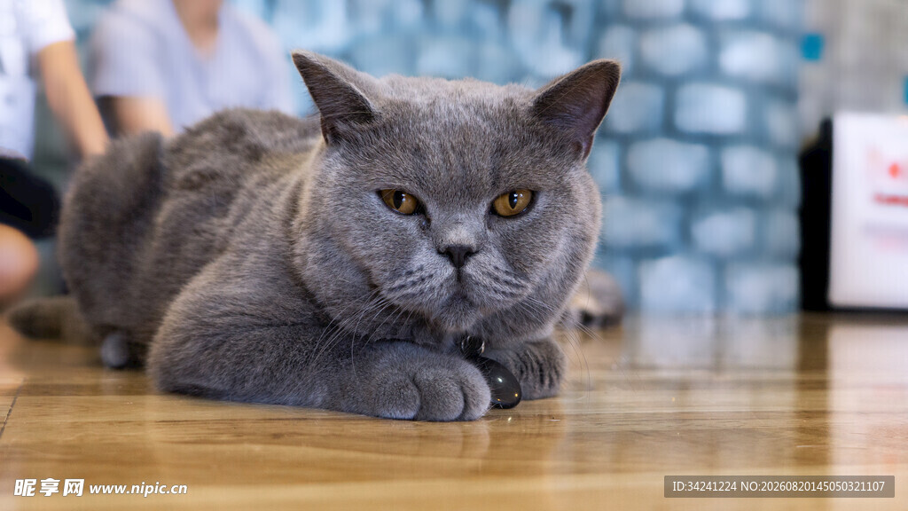 灰色猫咪趴于木地板上