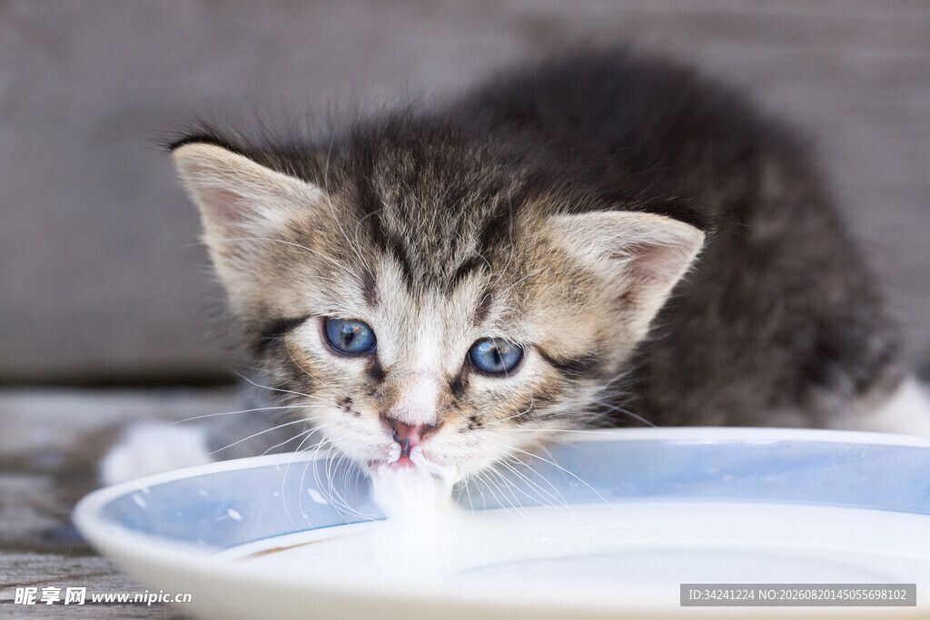 小奶猫舔食碗中牛奶
