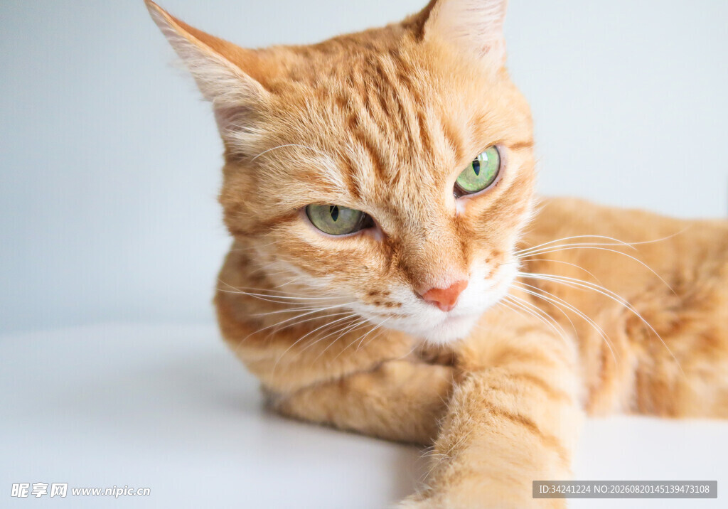 橘猫侧卧眼神灵动