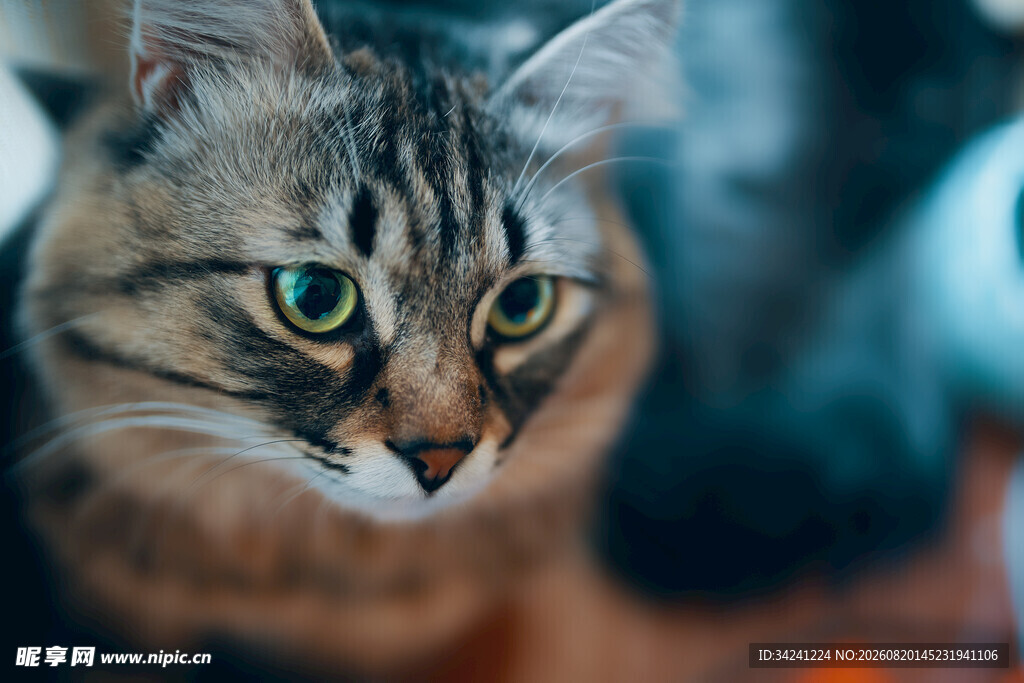 可爱斑纹猫的特写