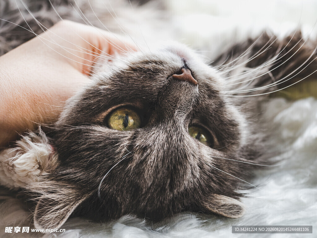 手抚猫咪享受亲昵时刻