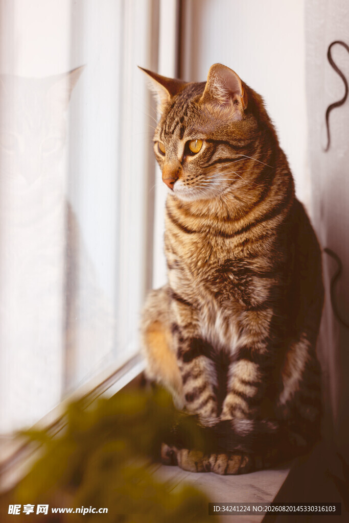 窗边狸花猫的悠闲时刻