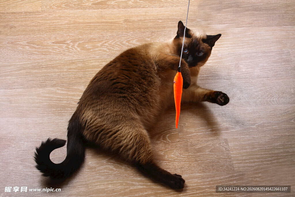 暹罗猫玩橙色逗猫棒