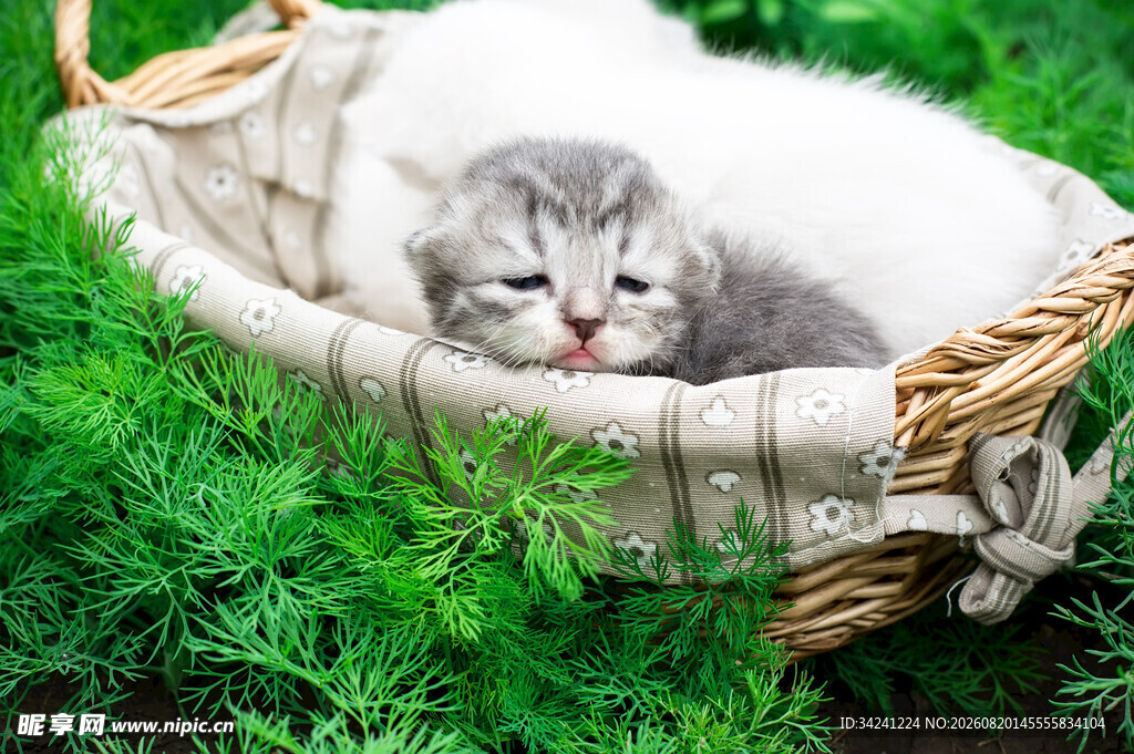 草地上睡篮里的可爱小猫