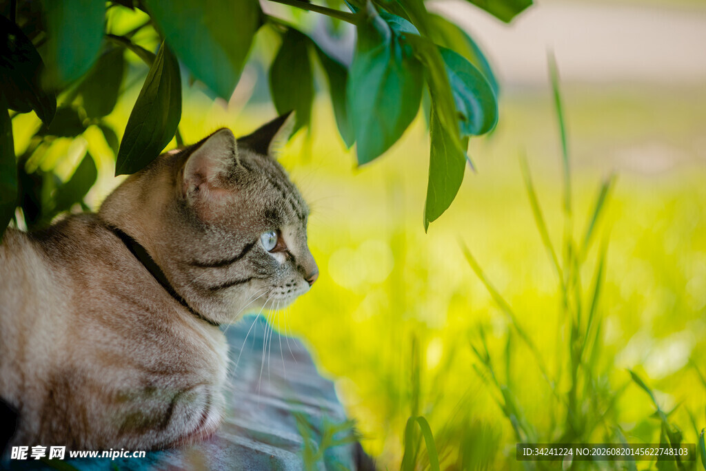 绿荫下休憩的可爱猫咪