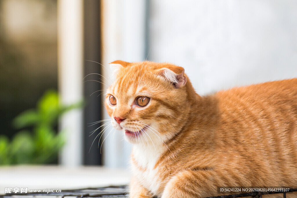 橘猫悠闲趴卧