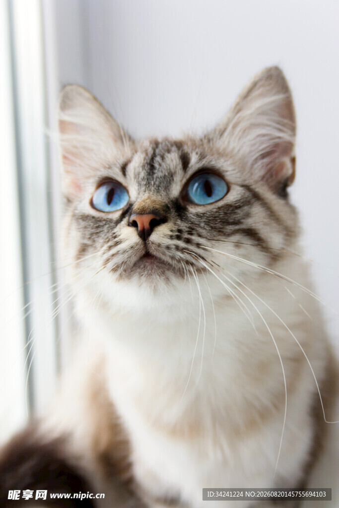 蓝眼萌猫抬头望