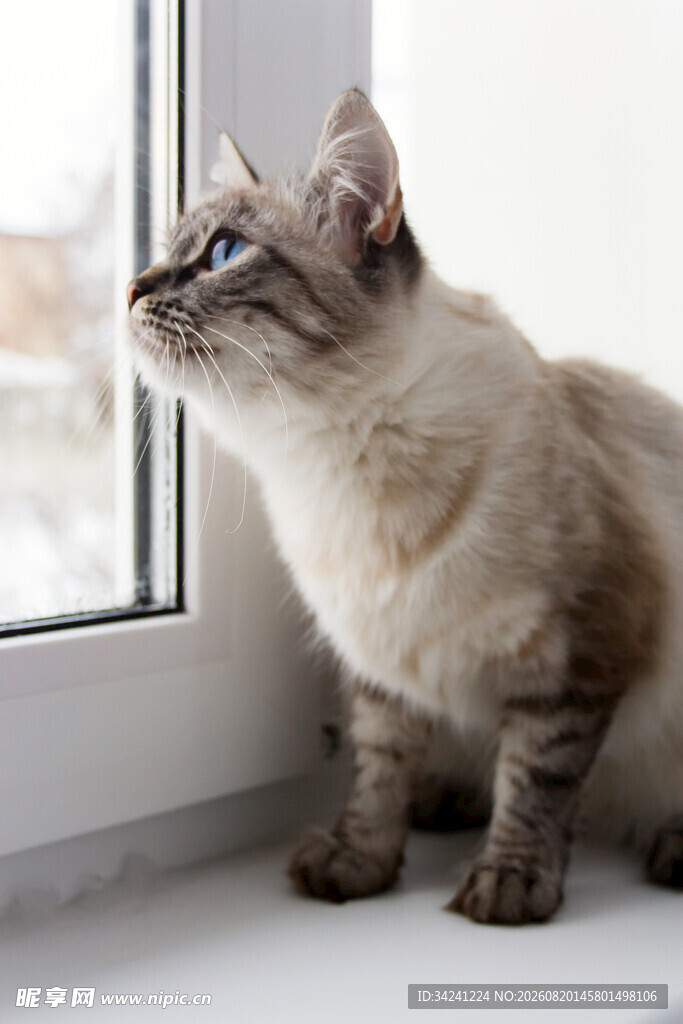 窗边凝望的可爱猫咪
