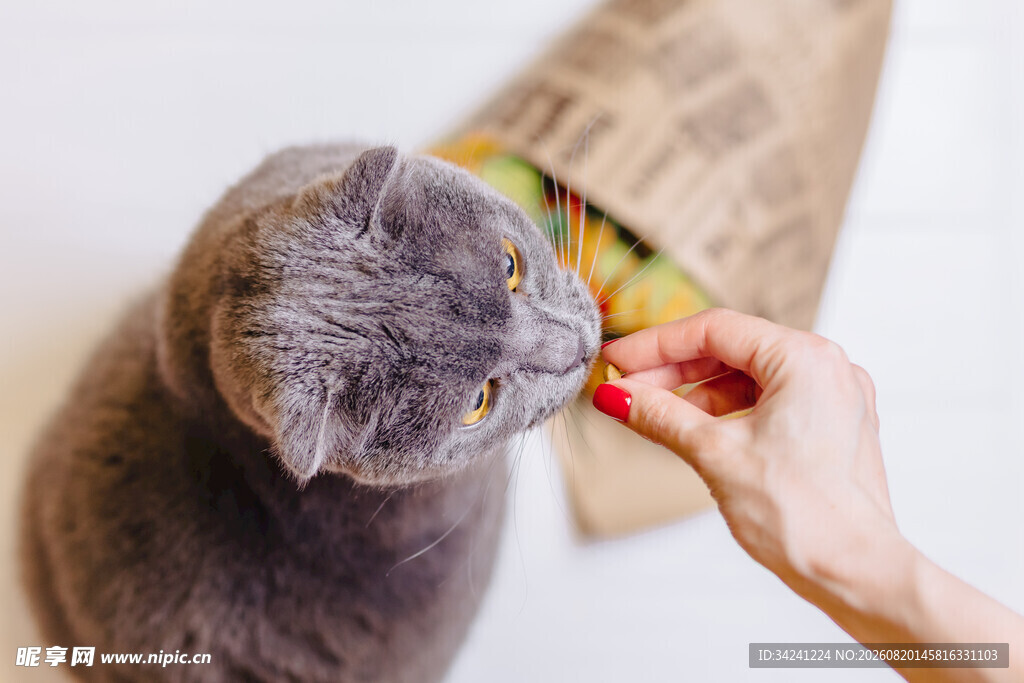 逗猫瞬间