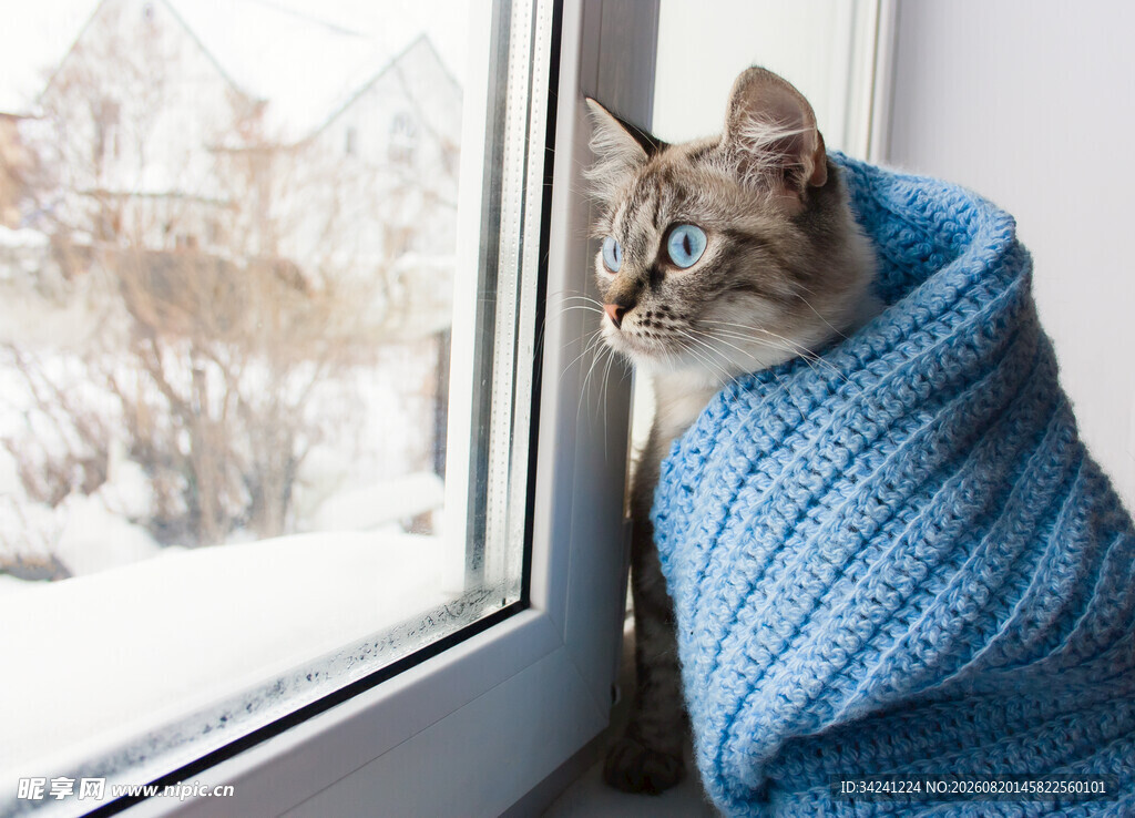 裹着毛毯的猫咪窗边赏雪