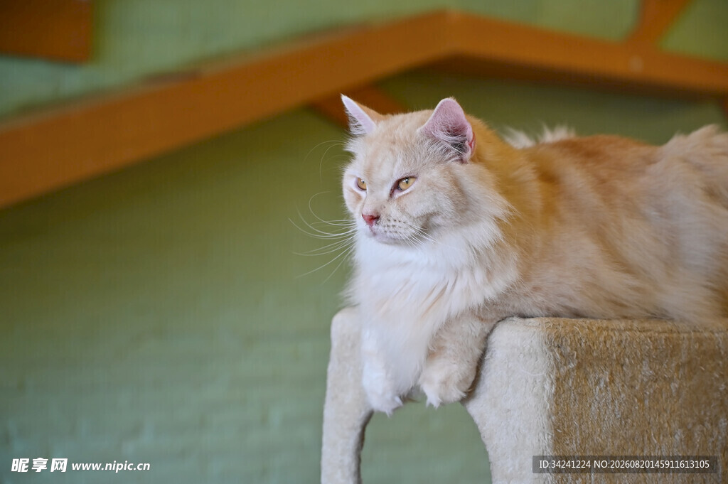 橘猫惬意趴于木架上