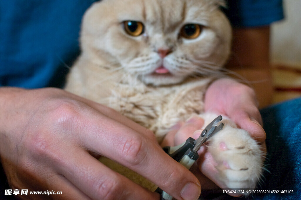 给猫咪剪指甲的温馨瞬间