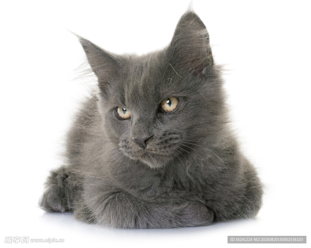 灰色长毛小猫趴卧