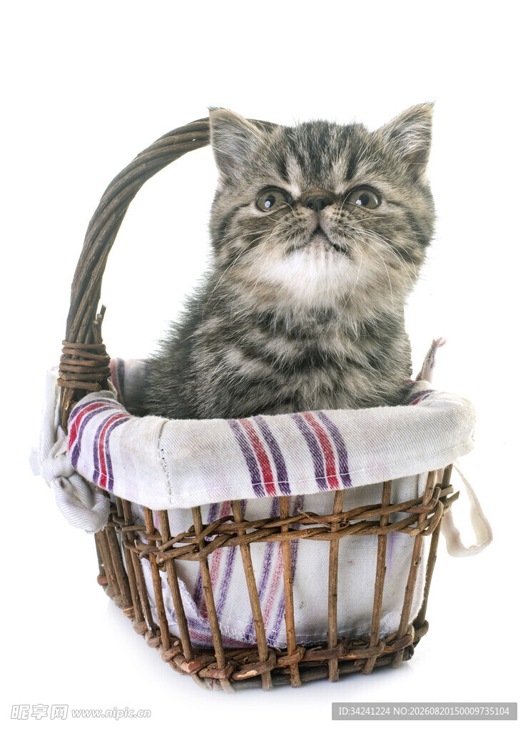 小猫坐于条纹篮中