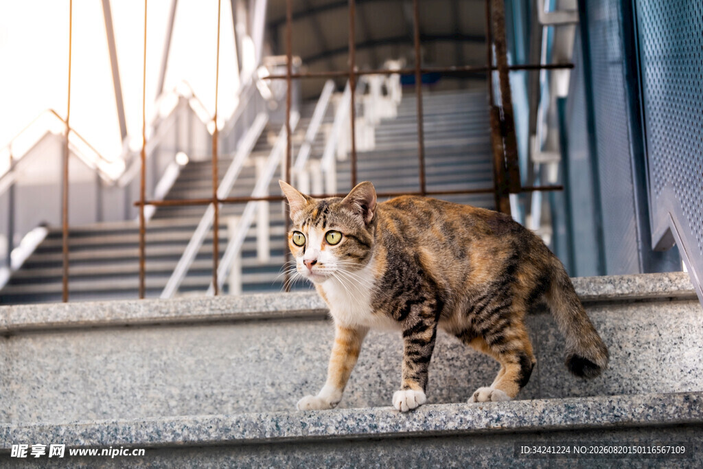楼梯上的可爱斑纹猫咪